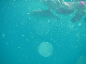 Dolphin and orbs