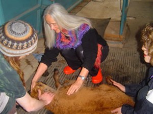 Flower of Life - April 2005 - Buffalo Ranch - What an experience this was for all of us.  A baby buffalo was turned the wrong way in her mothers womb.....